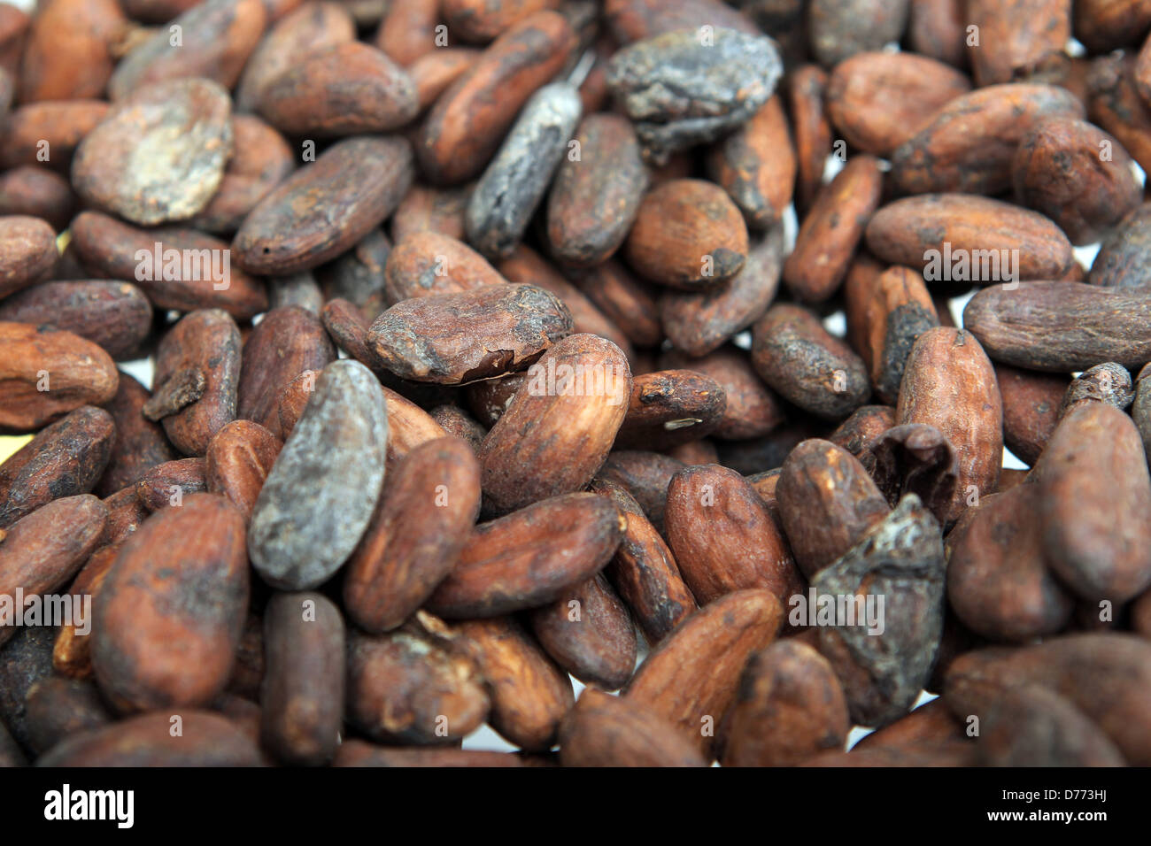 Handewitt, Germany, toasted cocoa beans in a chocolate factory Stock