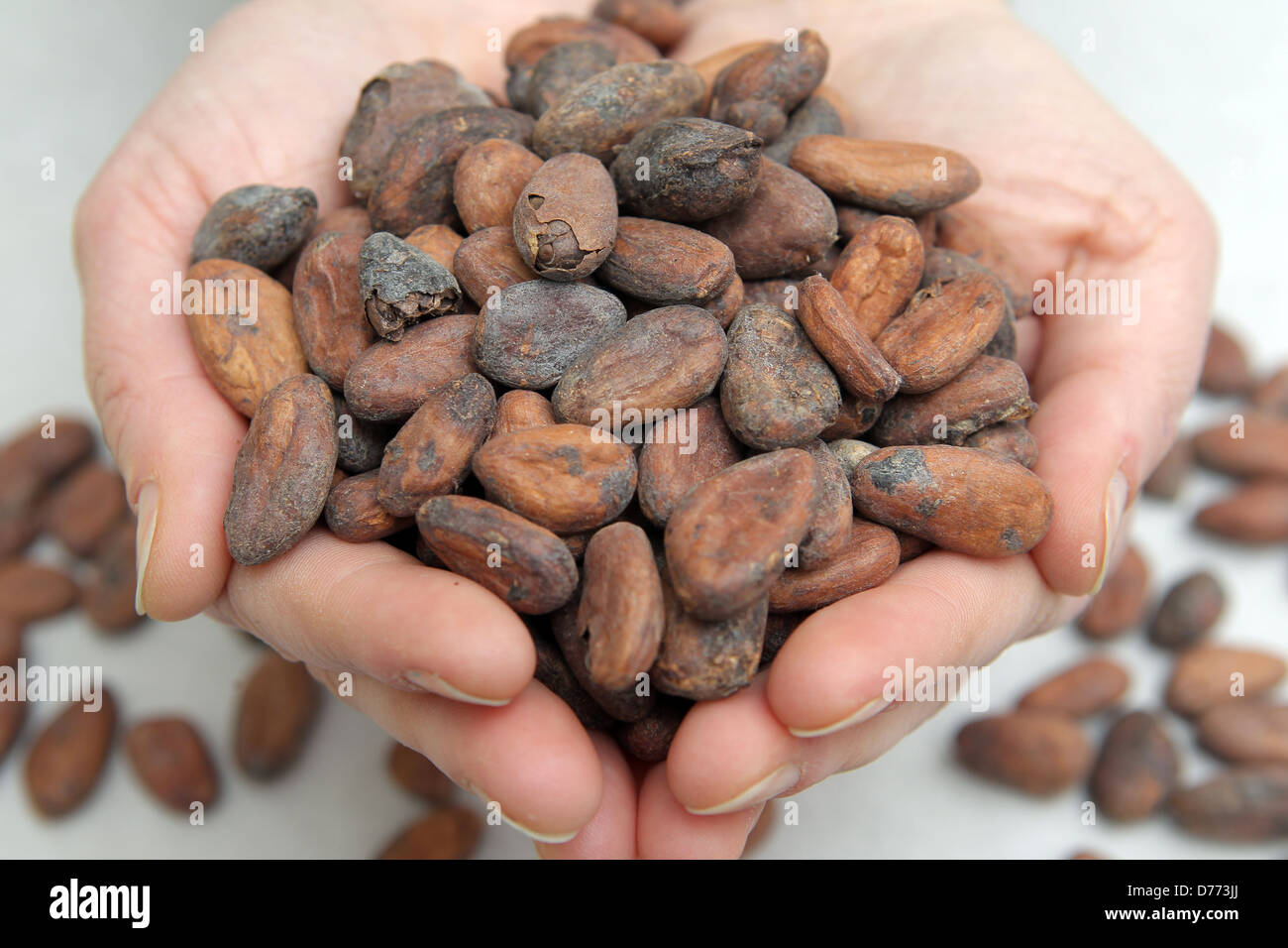 Handewitt, Germany, toasted cocoa beans in a chocolate factory Stock
