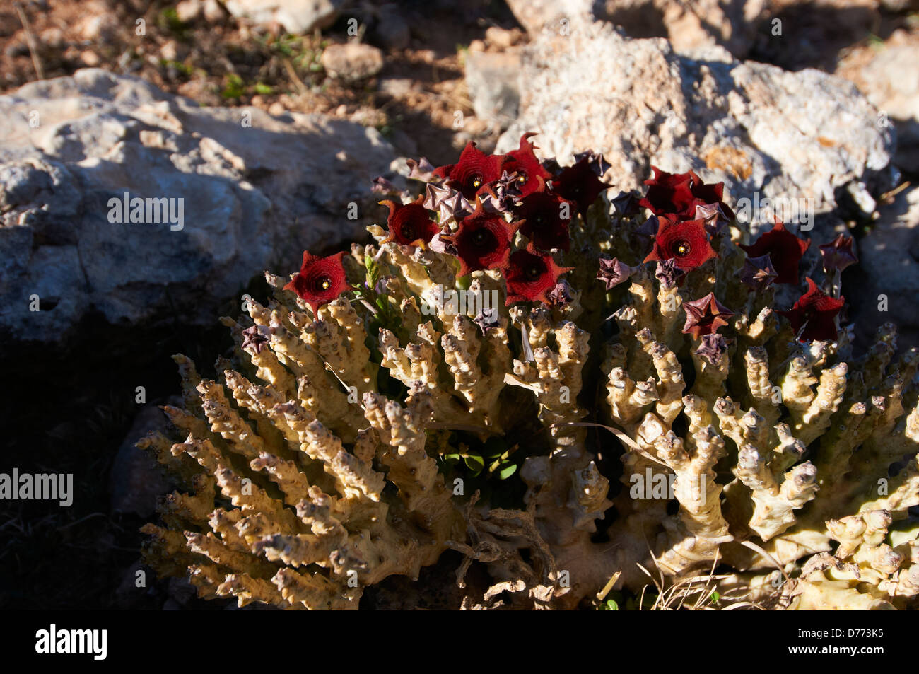 Endemic flower species on the island of Socotra Stock Photo