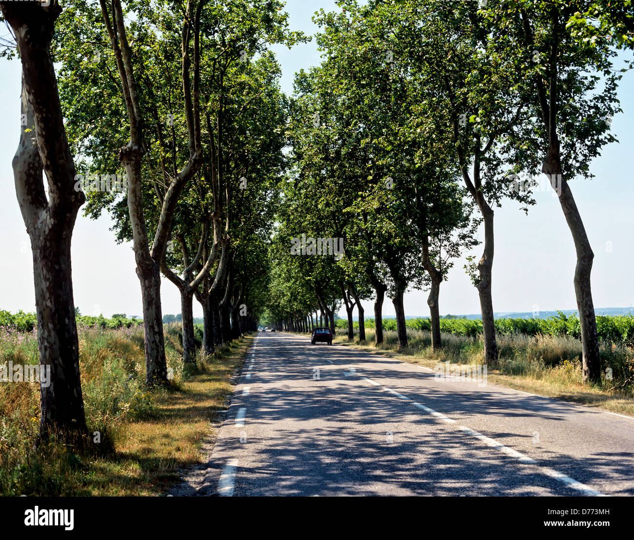 8704. Typical French Tree-lined Road, France, Europe Stock Photo