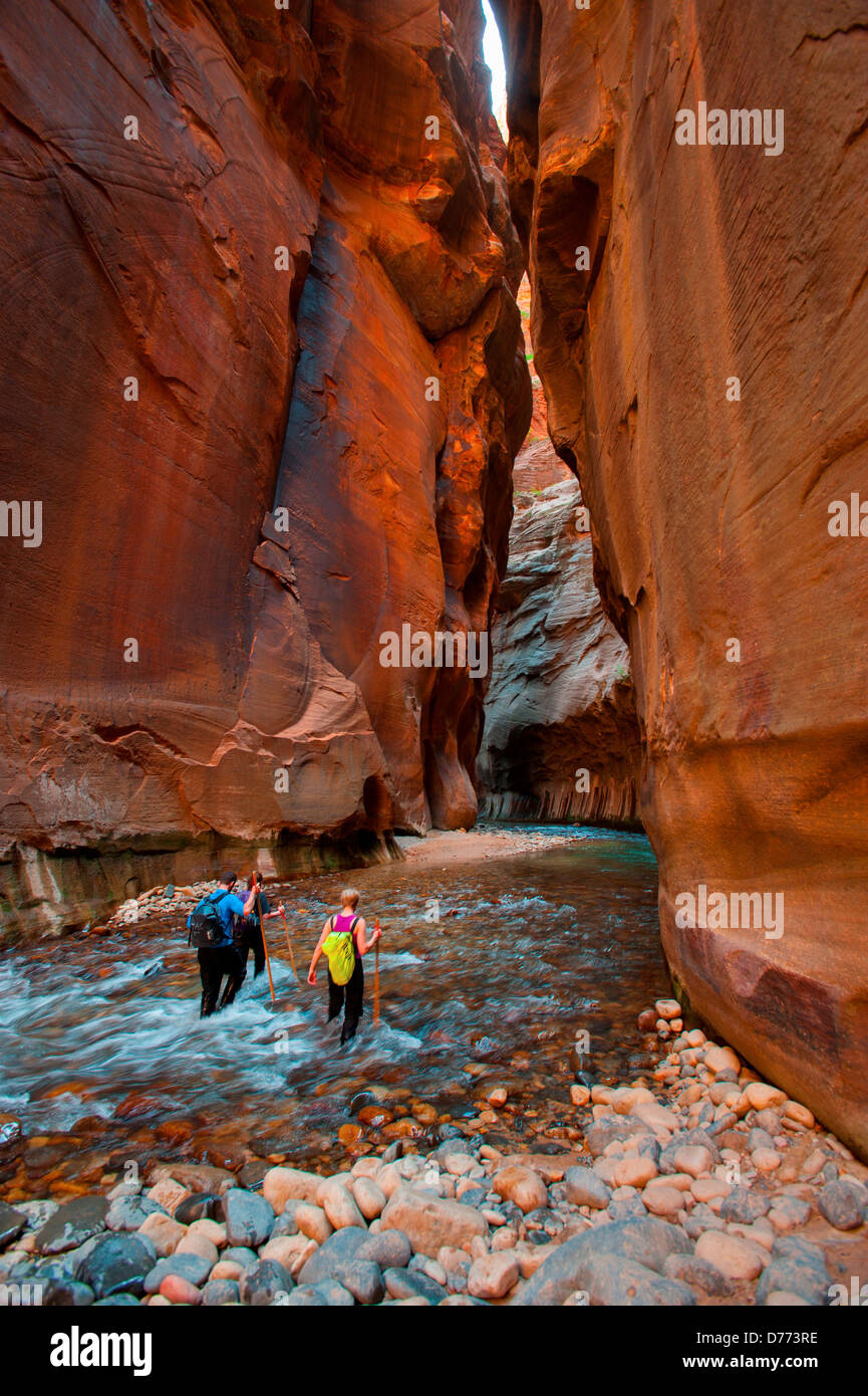 Hikers are seen in Zion Narrows section Virgin River in Zion National Park Utah Stock Photo