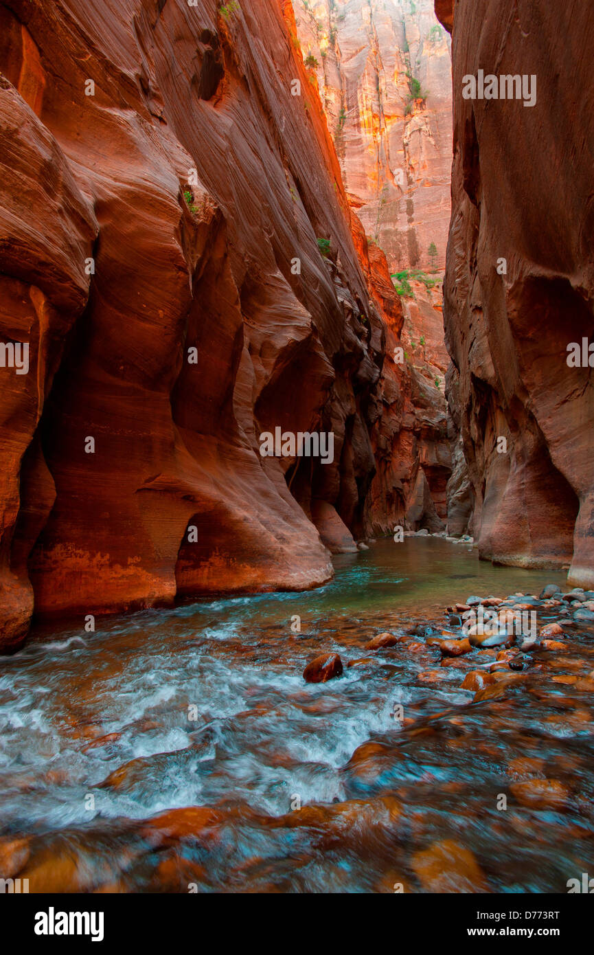The Zion Narrows section Virgin River in Zion National Park Utah hiker favorite. Stock Photo