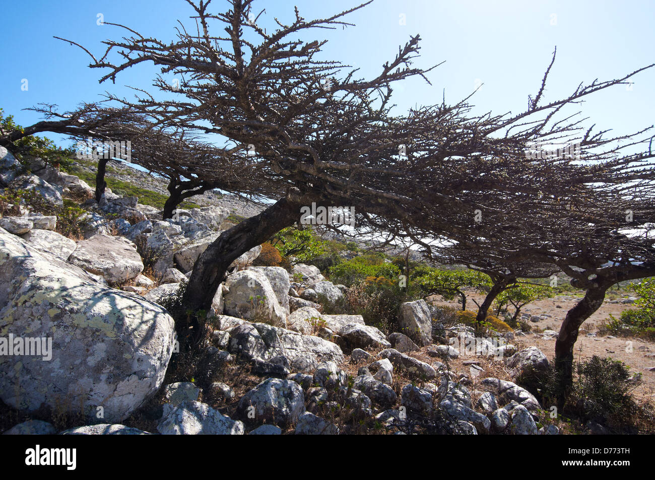 An endemic tree somewhere in the mountains of Socotra Stock Photo