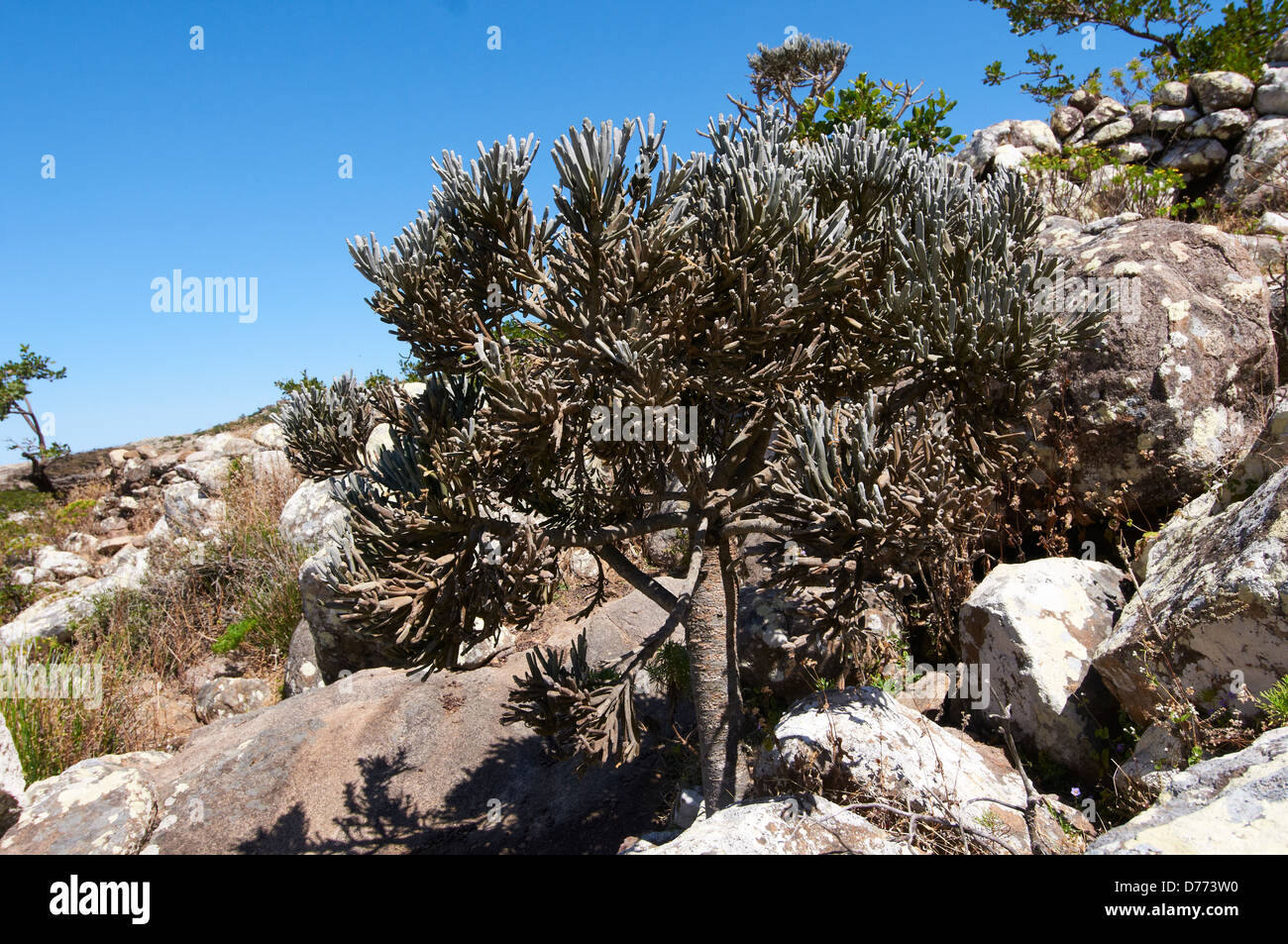 Enemic Euphorbia species on the island of Socotra Stock Photo