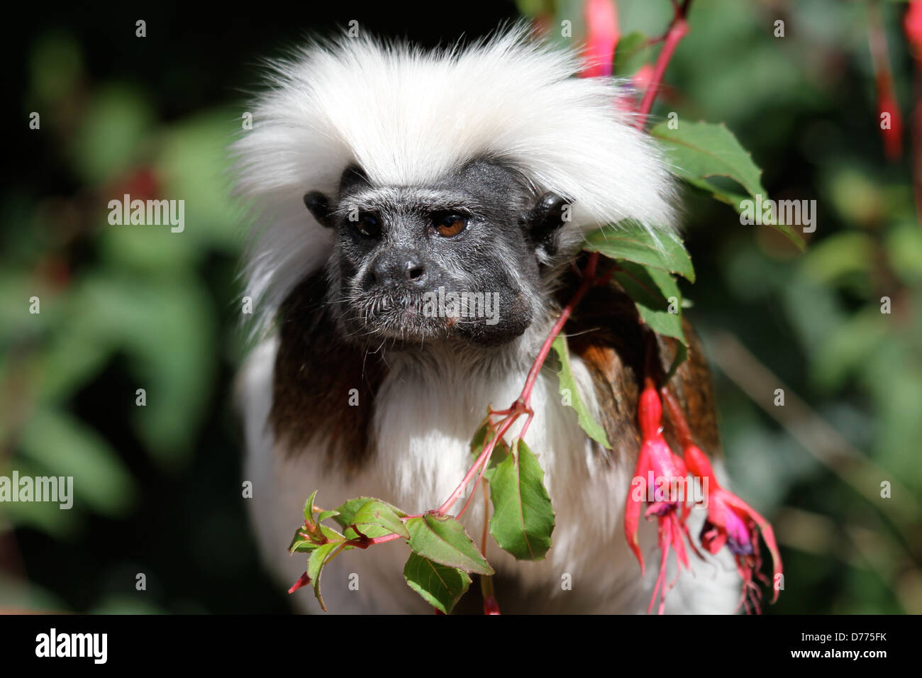Cotton Topped Tamarin monkey Stock Photo