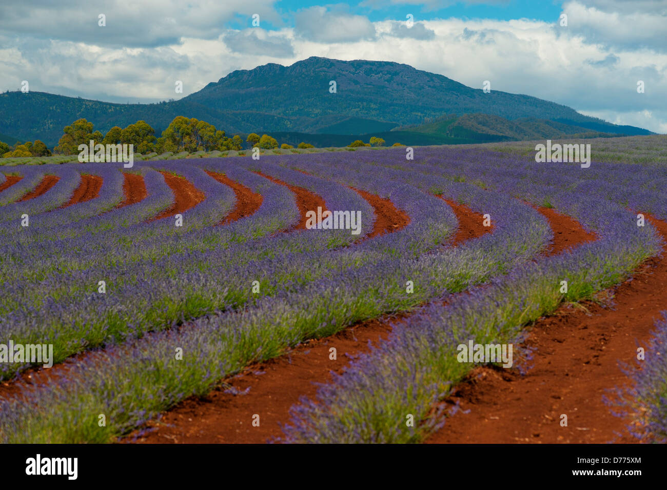 Australia Tasmania Rows lavender bloom at Bridestowe lavender estate