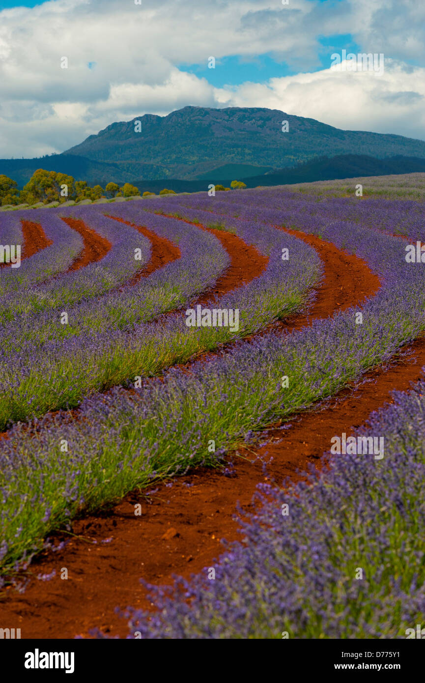Australia Tasmania Rows lavender bloom at Bridestowe lavender estate