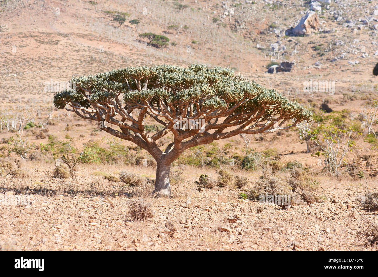 the endemic Euphorbia species on the island of Socotra Stock Photo
