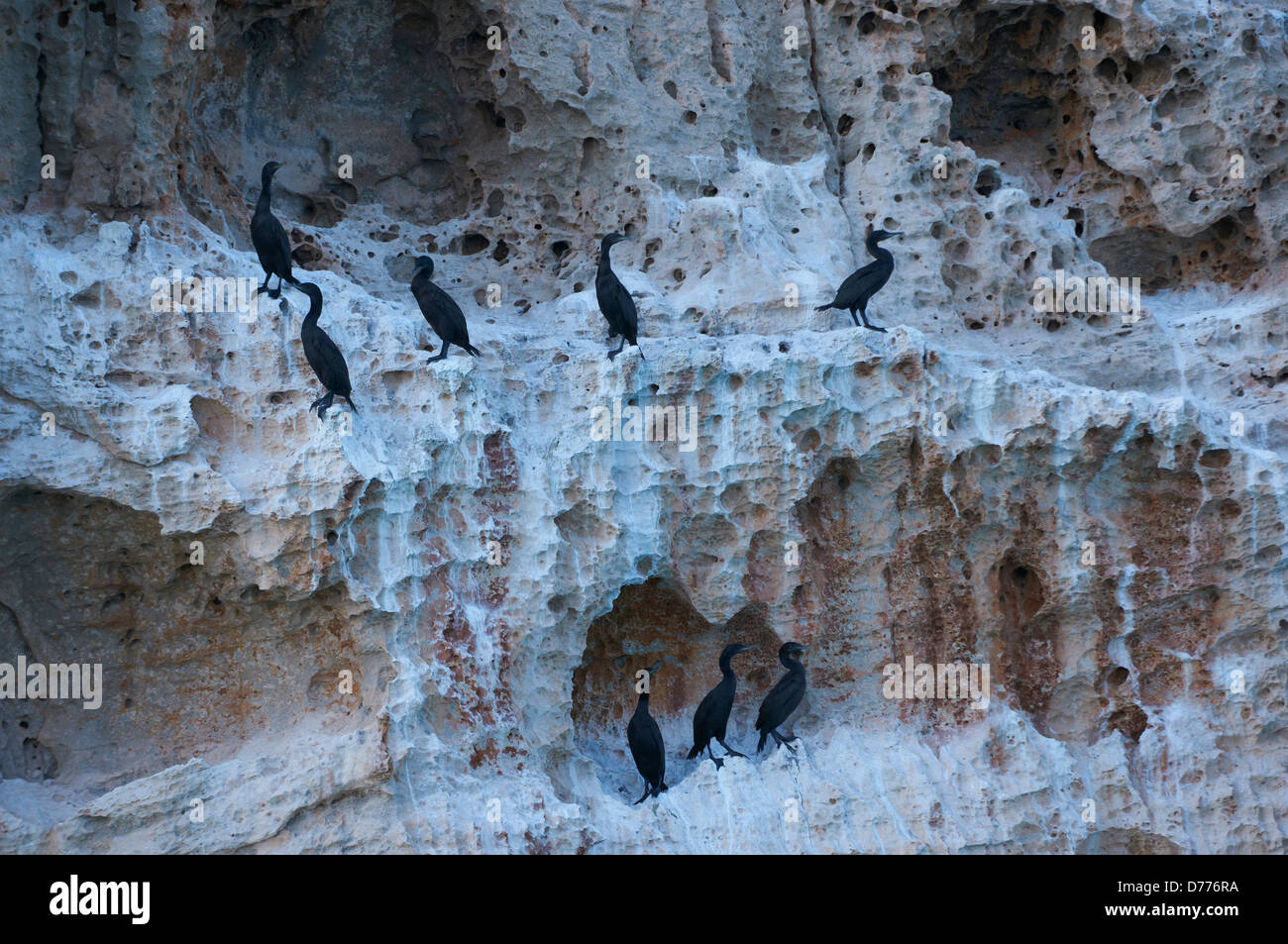 Endemic socotrian cormorants in Yemen Stock Photo