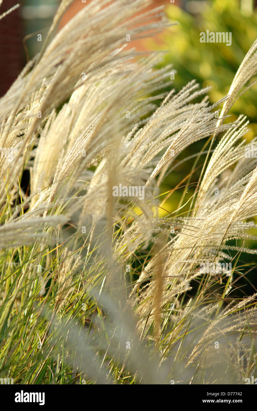 Floral Home Décor Macro Stock Photo