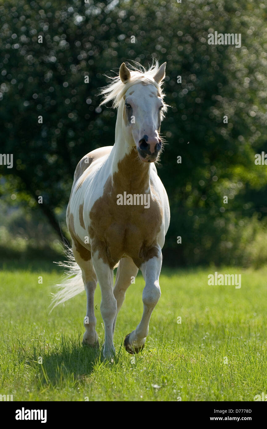 trotting Paint Horse Stock Photo Alamy