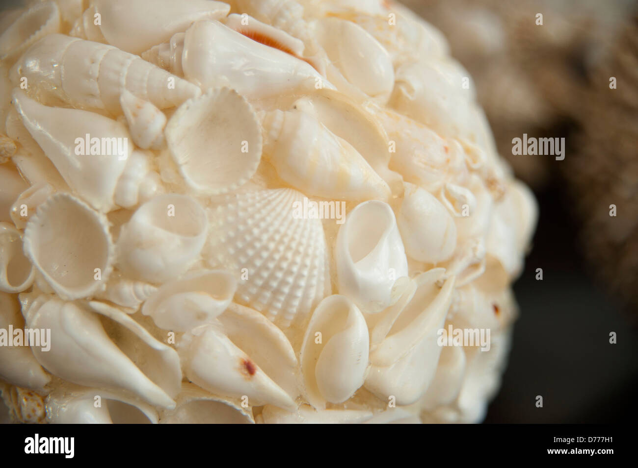 Seashells Home Décor Macro Stock Photo