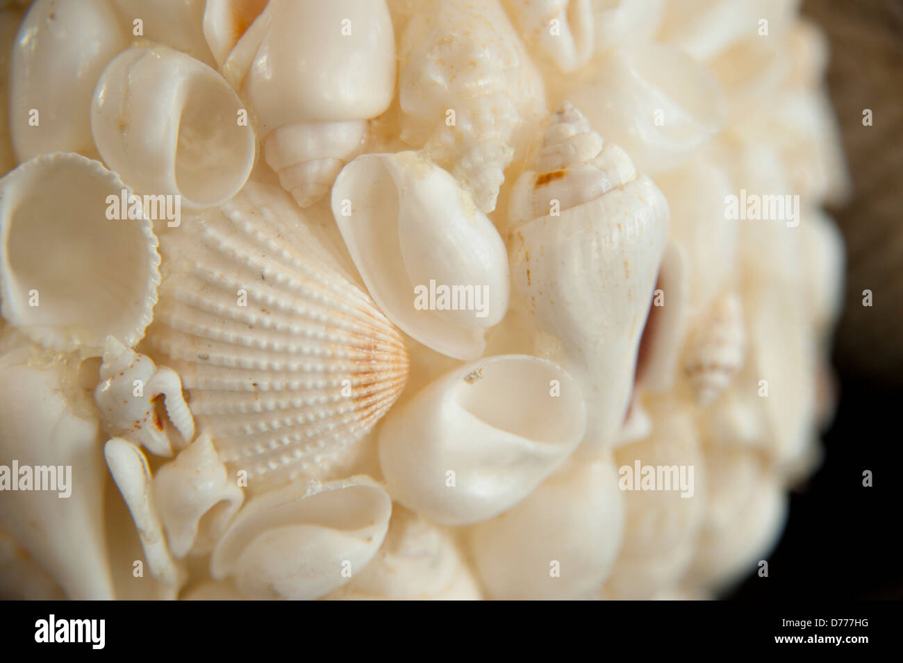 Sea Shells Home Decor Macro Stock Photo
