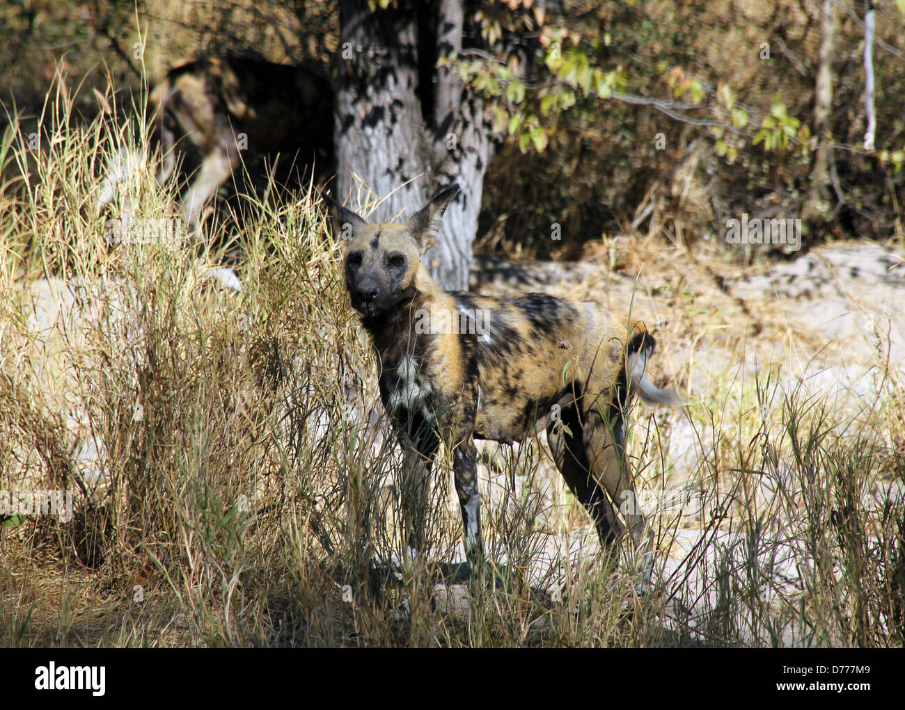 African Wild Dog, Khwai River, Botswana Stock Photo