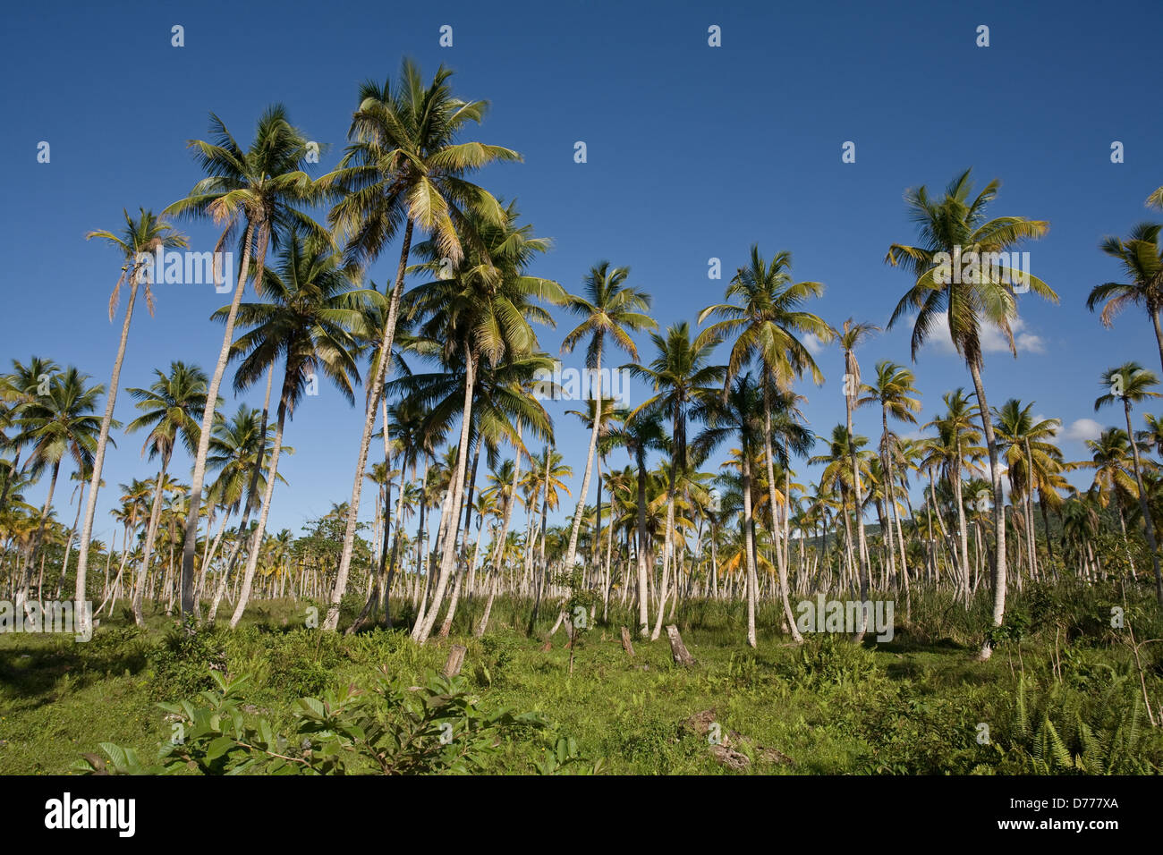 Las Terrenas, Dominican Republic, a field with coconut trees Stock Photo