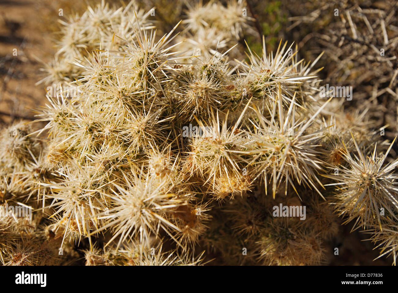 Closeup Cactus Stock Photo