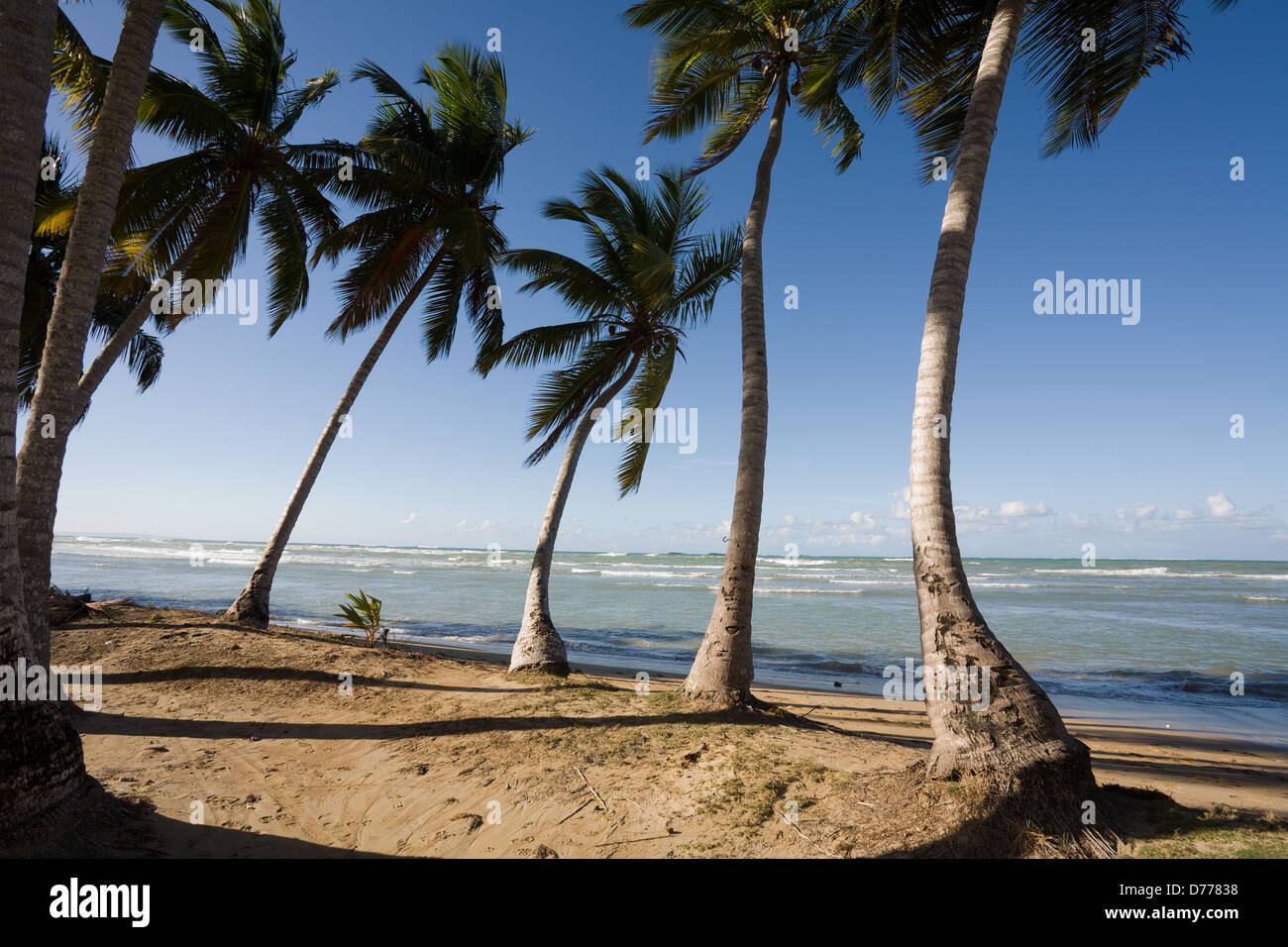 Las Terrenas, Dominican Republic, coconut trees at Playa Bonita beach Stock Photo