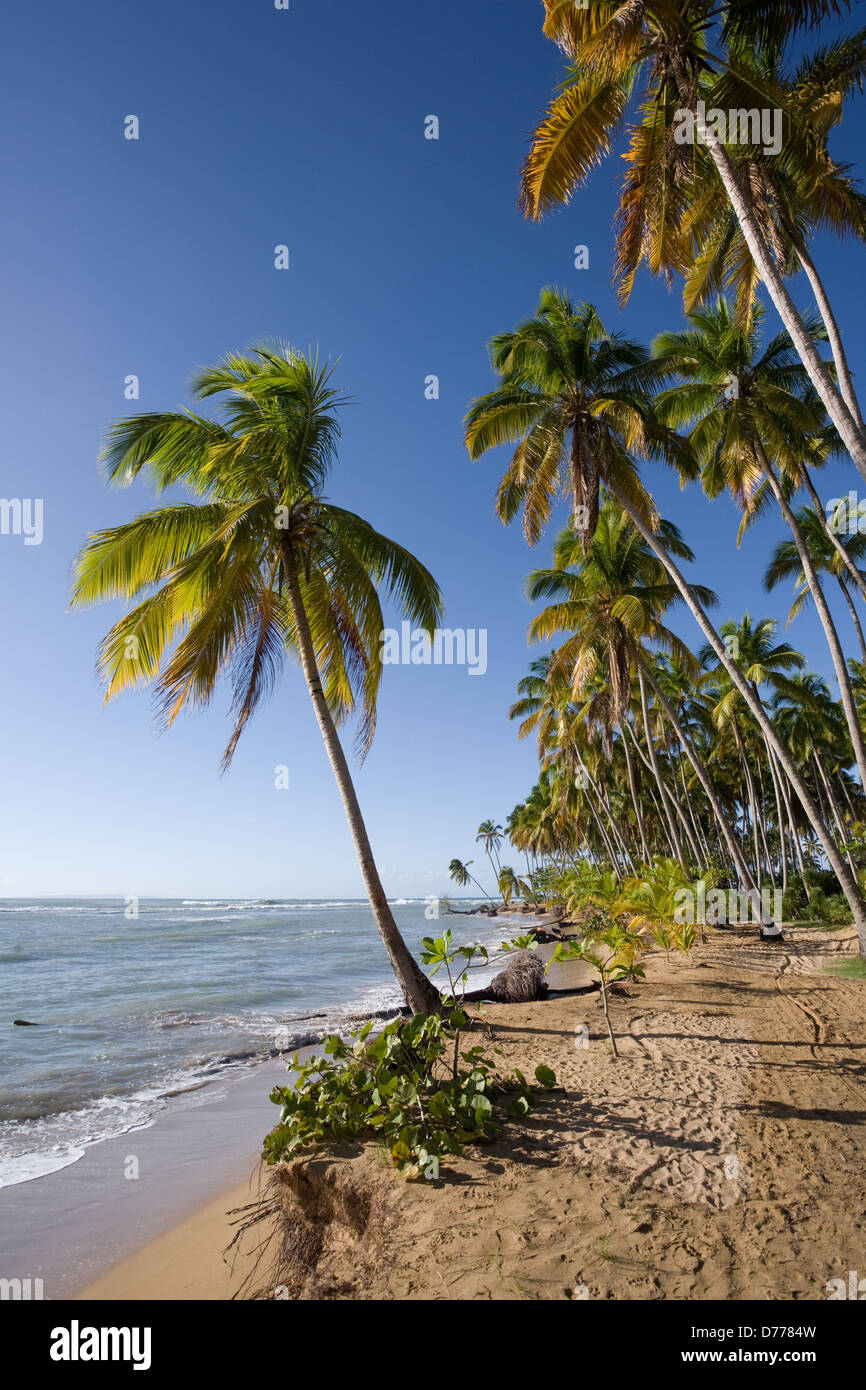 Las Terrenas, Dominican Republic, coconut trees at Playa Bonita beach