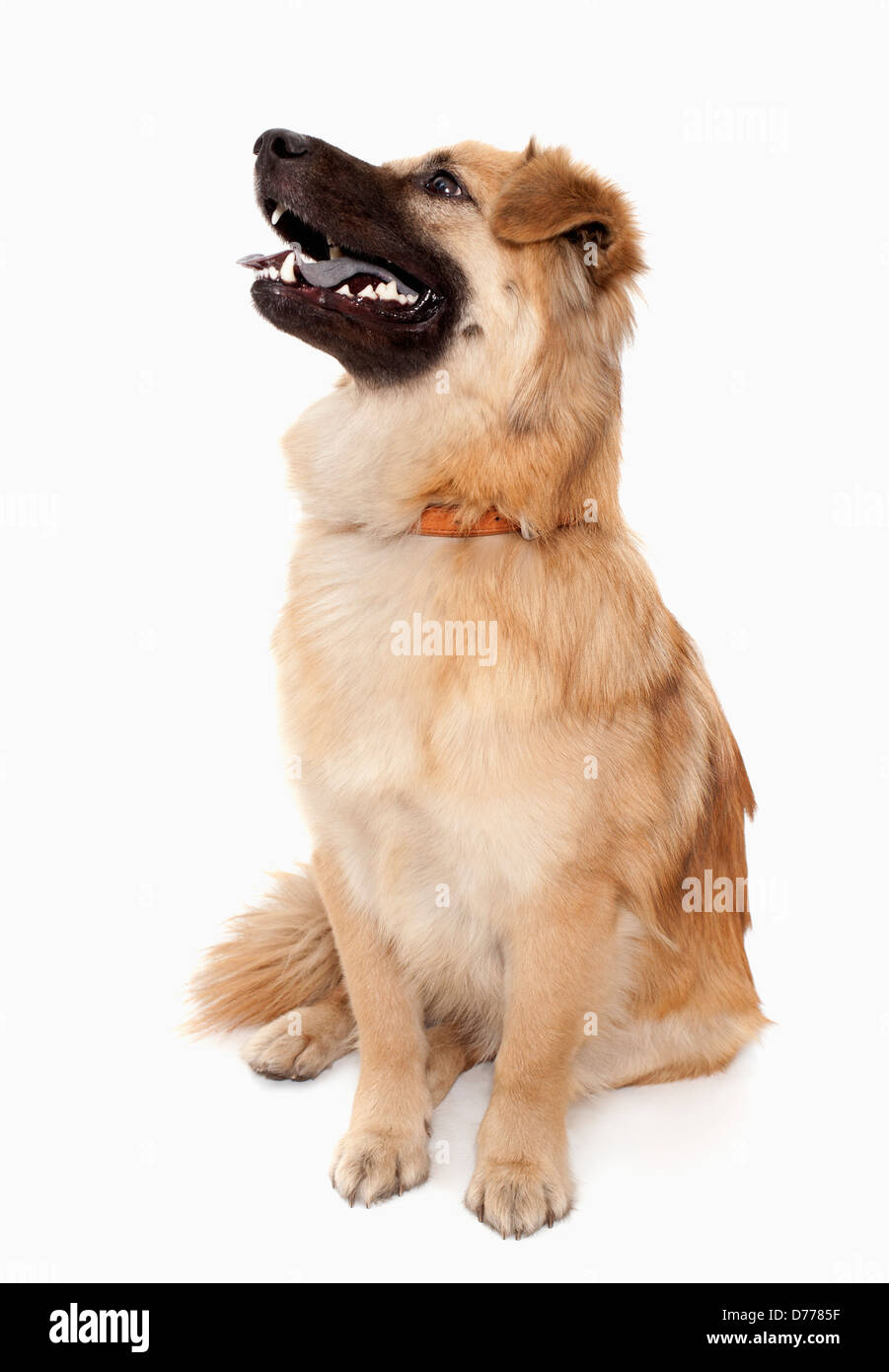 Large yellow dog breeds cheap