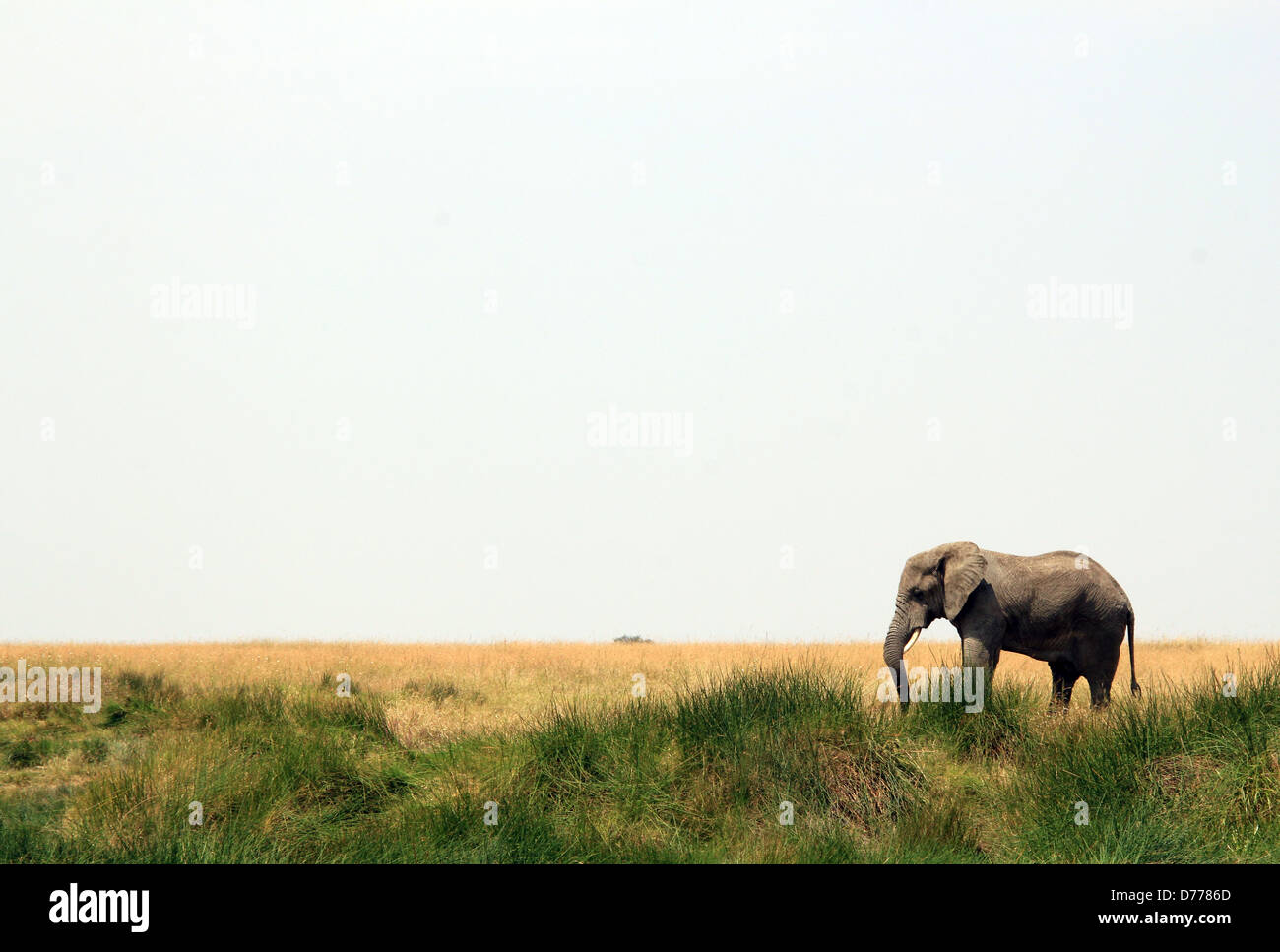 African Elephant (Loxodonta Africana) on Savannah, Serengeti, Tanzania Stock Photo