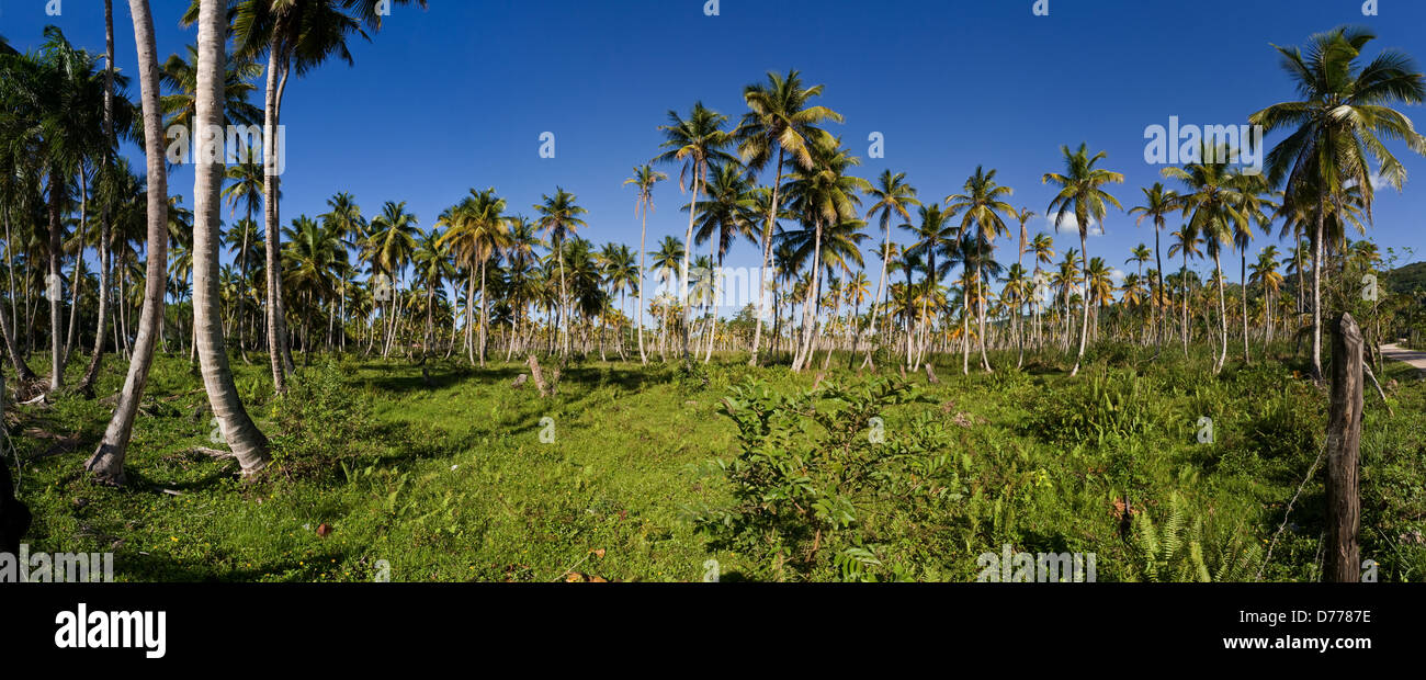 Las Terrenas, Dominican Republic, a field with coconut trees Stock Photo