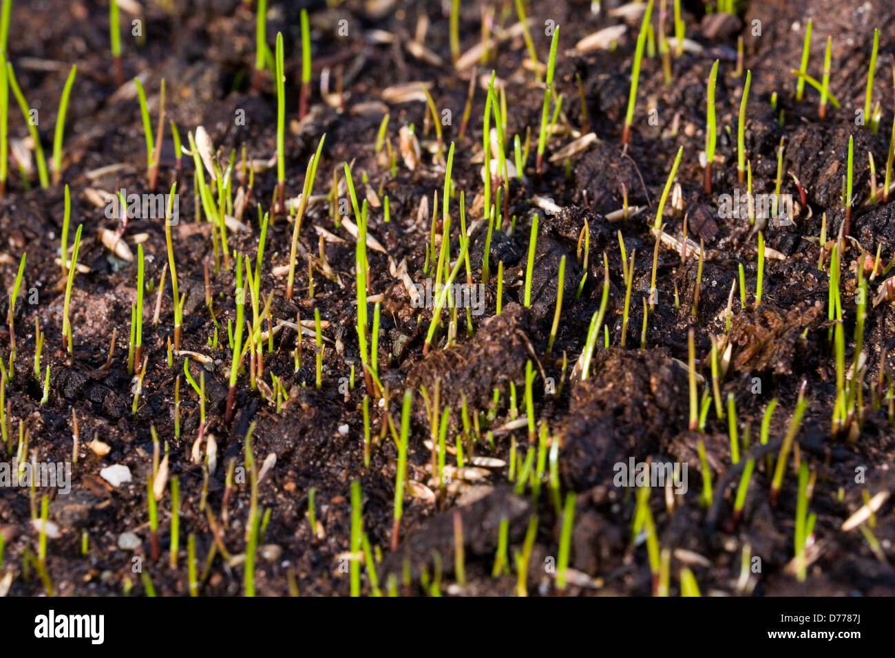 Germination of grass seeds germinating after being sown on top soil