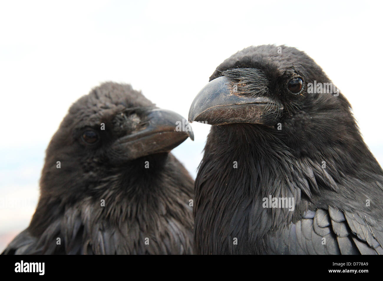 Ravens, Bryce Canyon National Park, Utah, USA Stock Photo