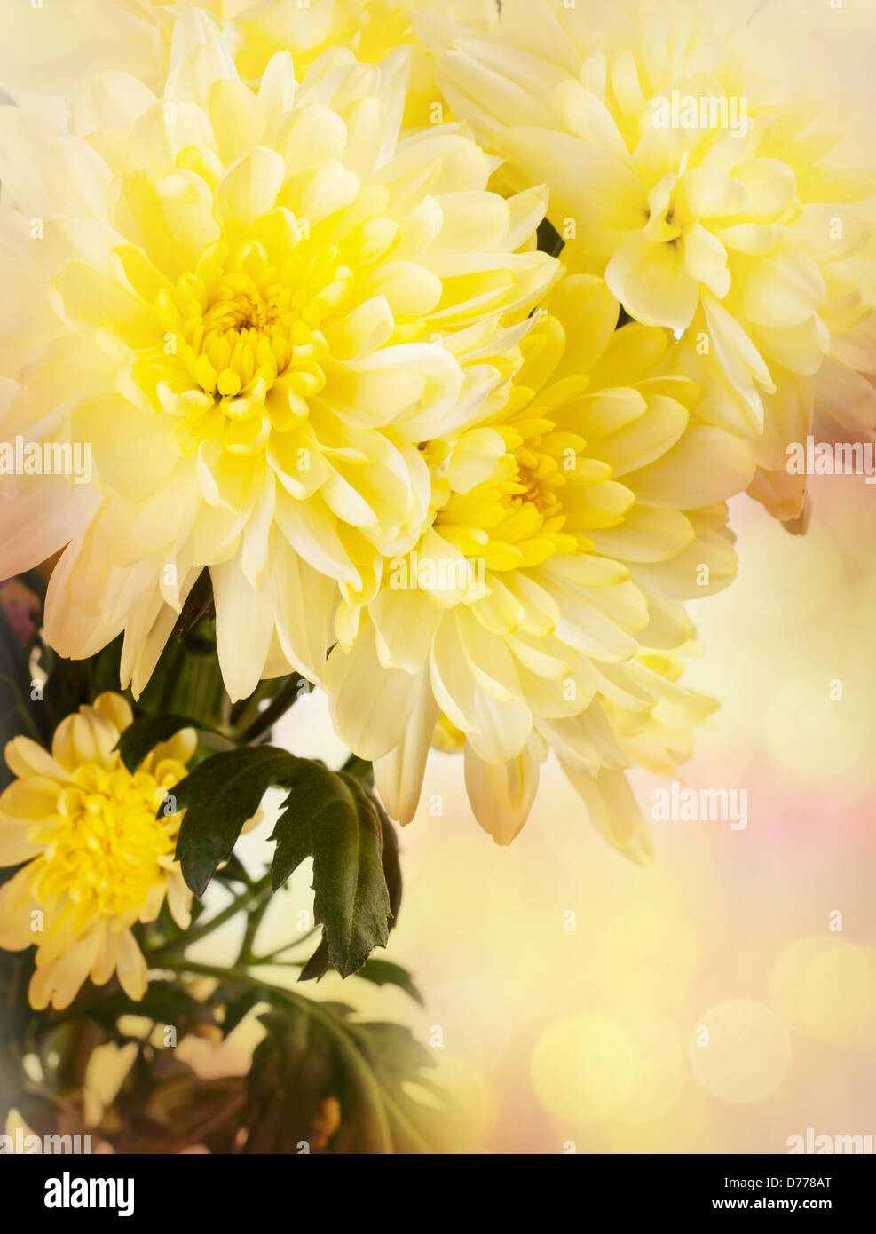 Background color for your card chrysanthemum Stock Photo