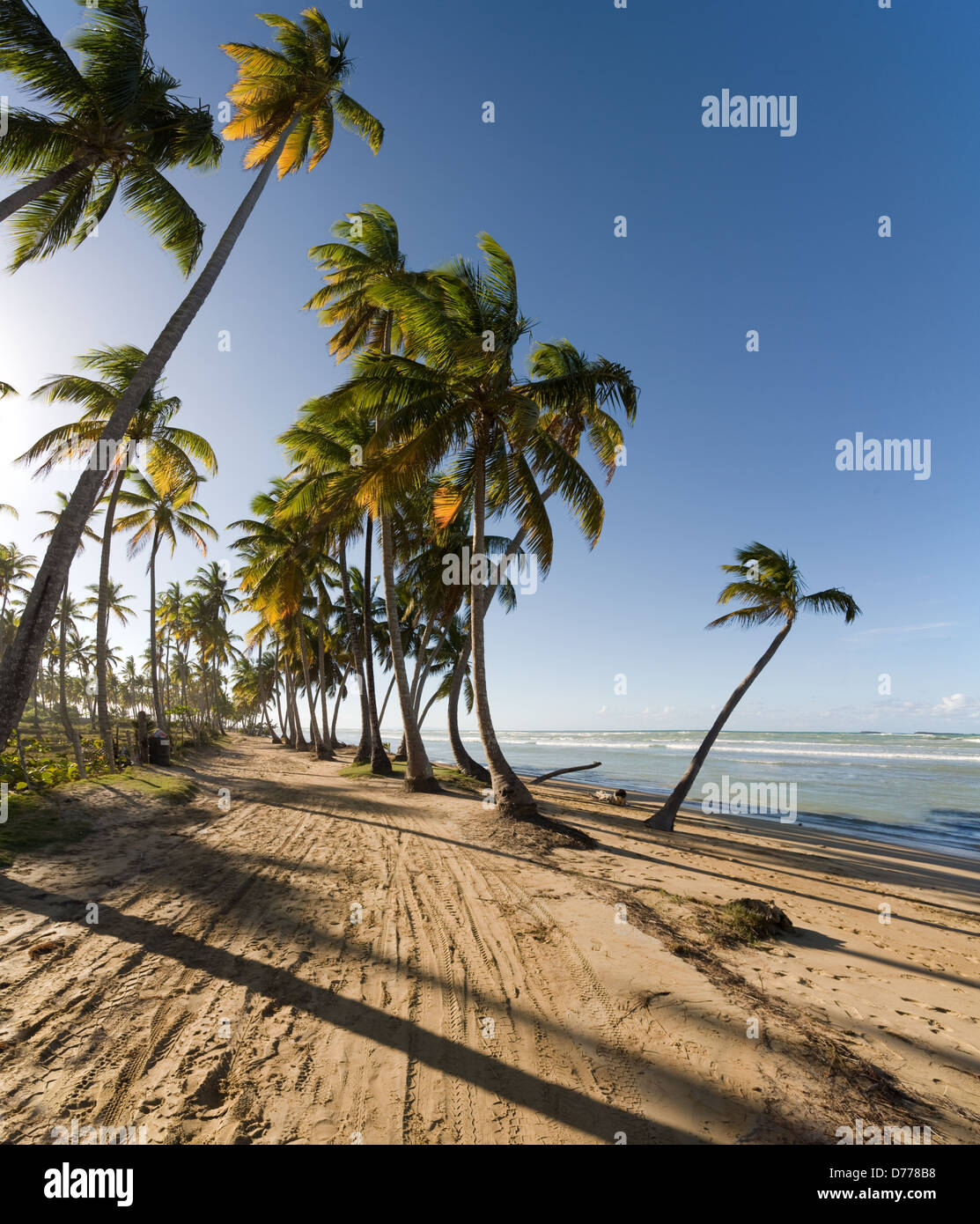 Las Terrenas, Dominican Republic, coconut trees at Playa Bonita beach