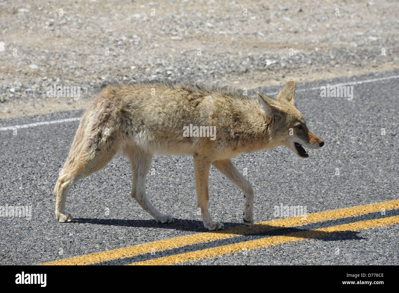 Cayodi A wild Coyote Stock Photo - Alamy