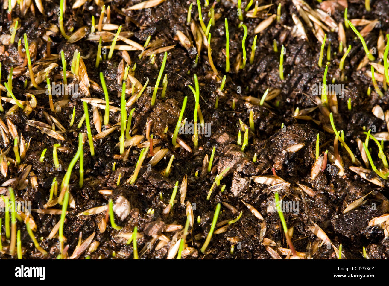 Germination of grass seeds germinating after being sown on top soil