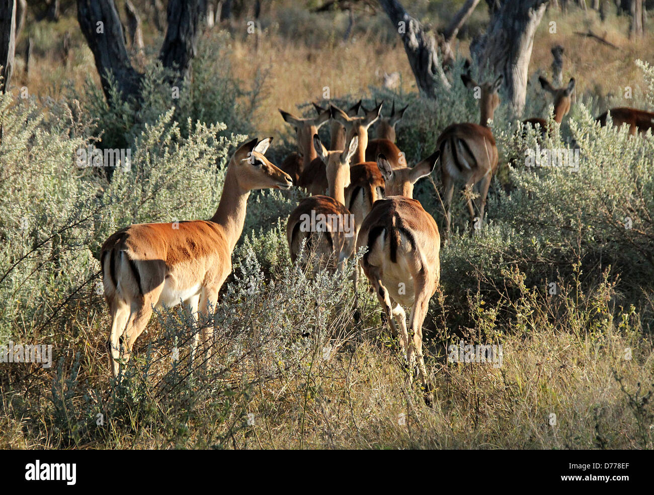 Impalas in the Bush, Khwai River, Botswana Stock Photo