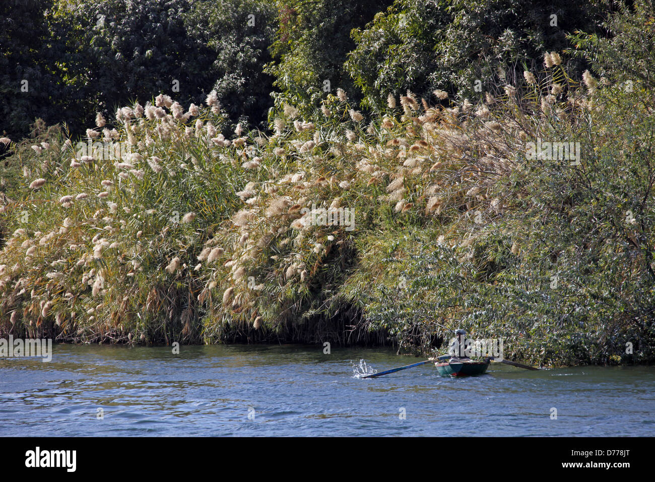 MUSLIM MAN IN ROWING BOAT & PAMPAS GRASS RIVER NILE EGYPT 09 January