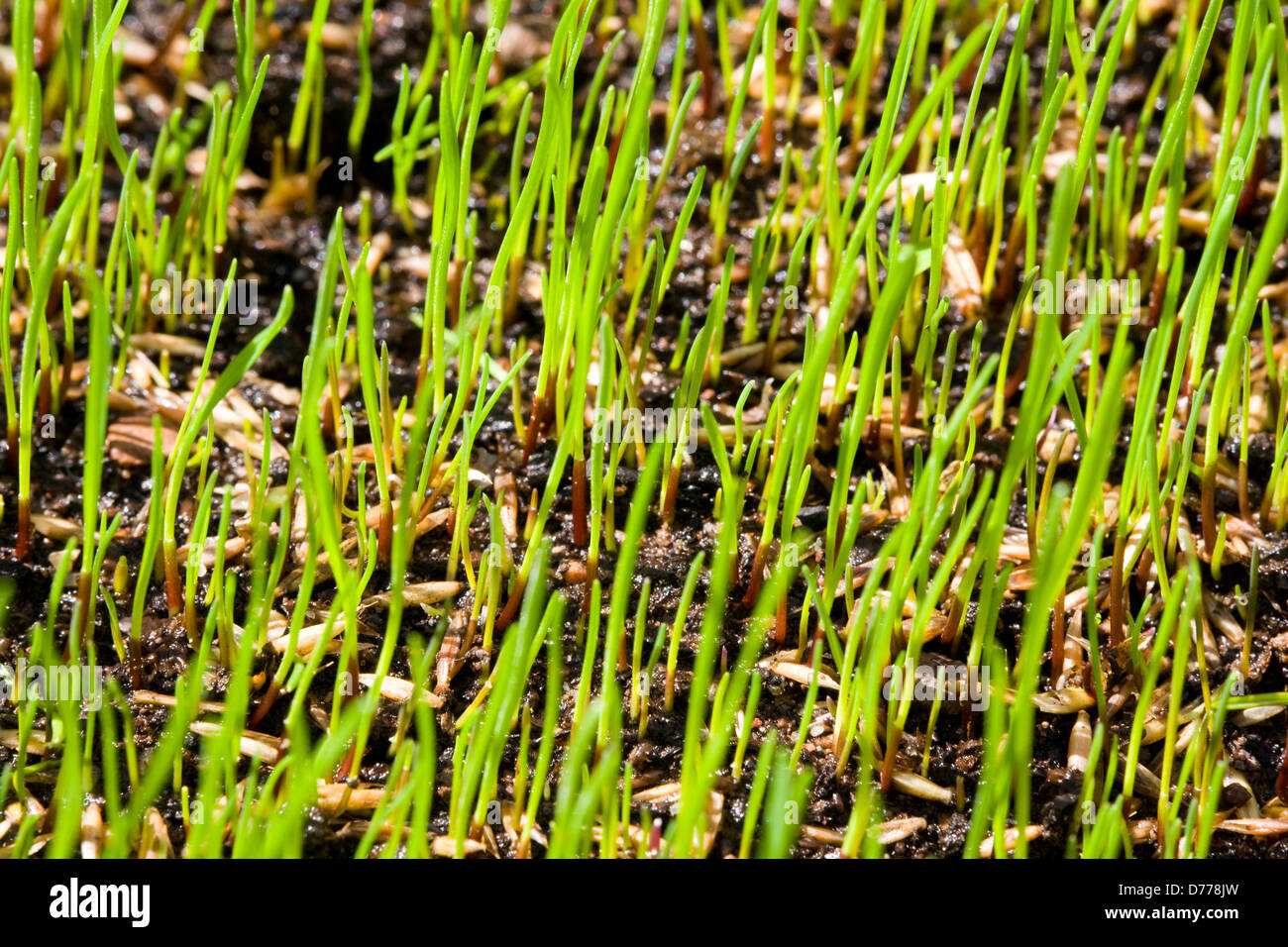 Germination of grass seeds germinating after being sown on top soil