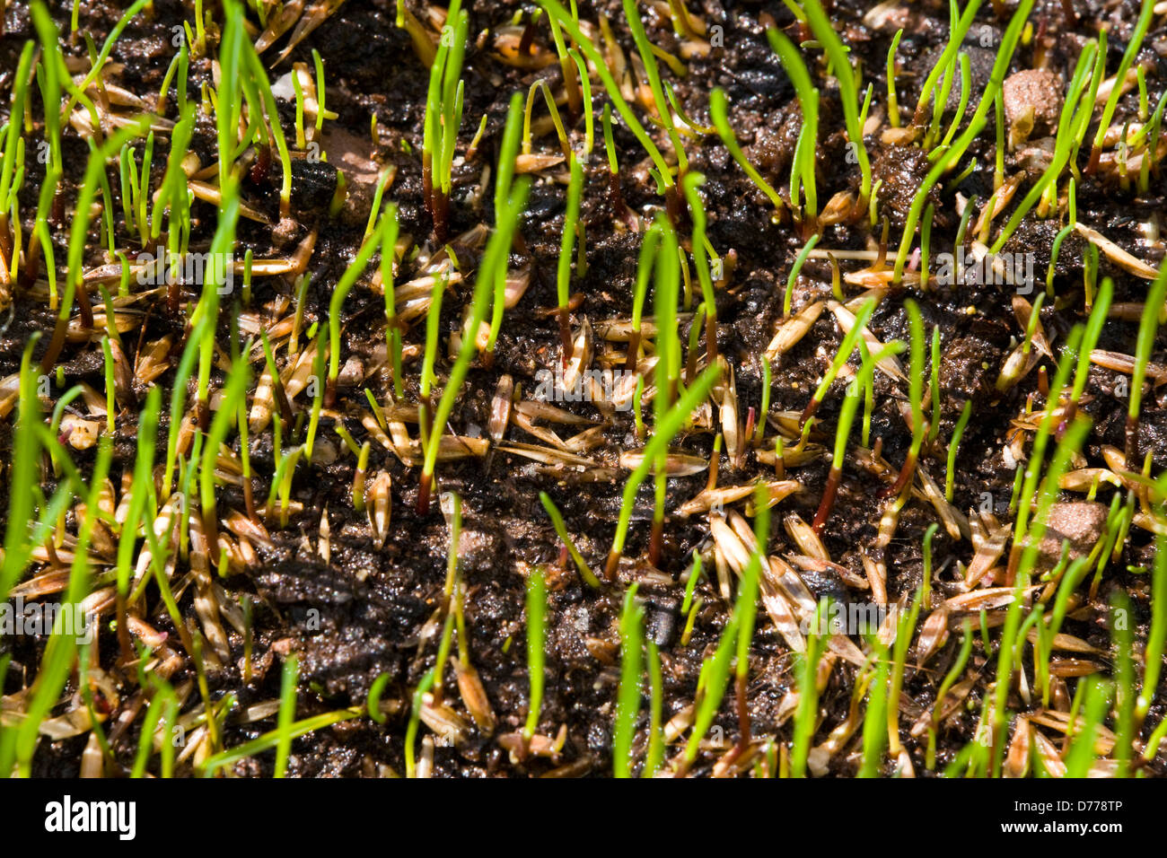 Germination of grass seeds germinating after being sown on top soil