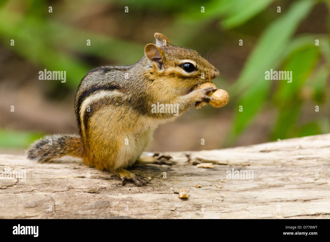 An Eastern Chipmunk stuffs a peanut with shell into one its cheek pouches. Stock Photo