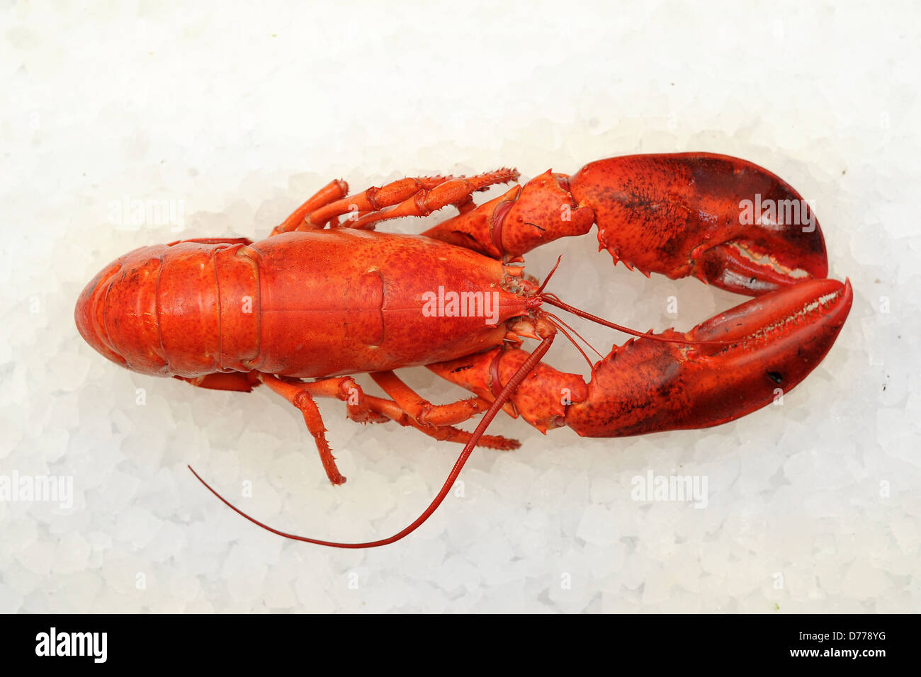 a red lobster Stock Photo