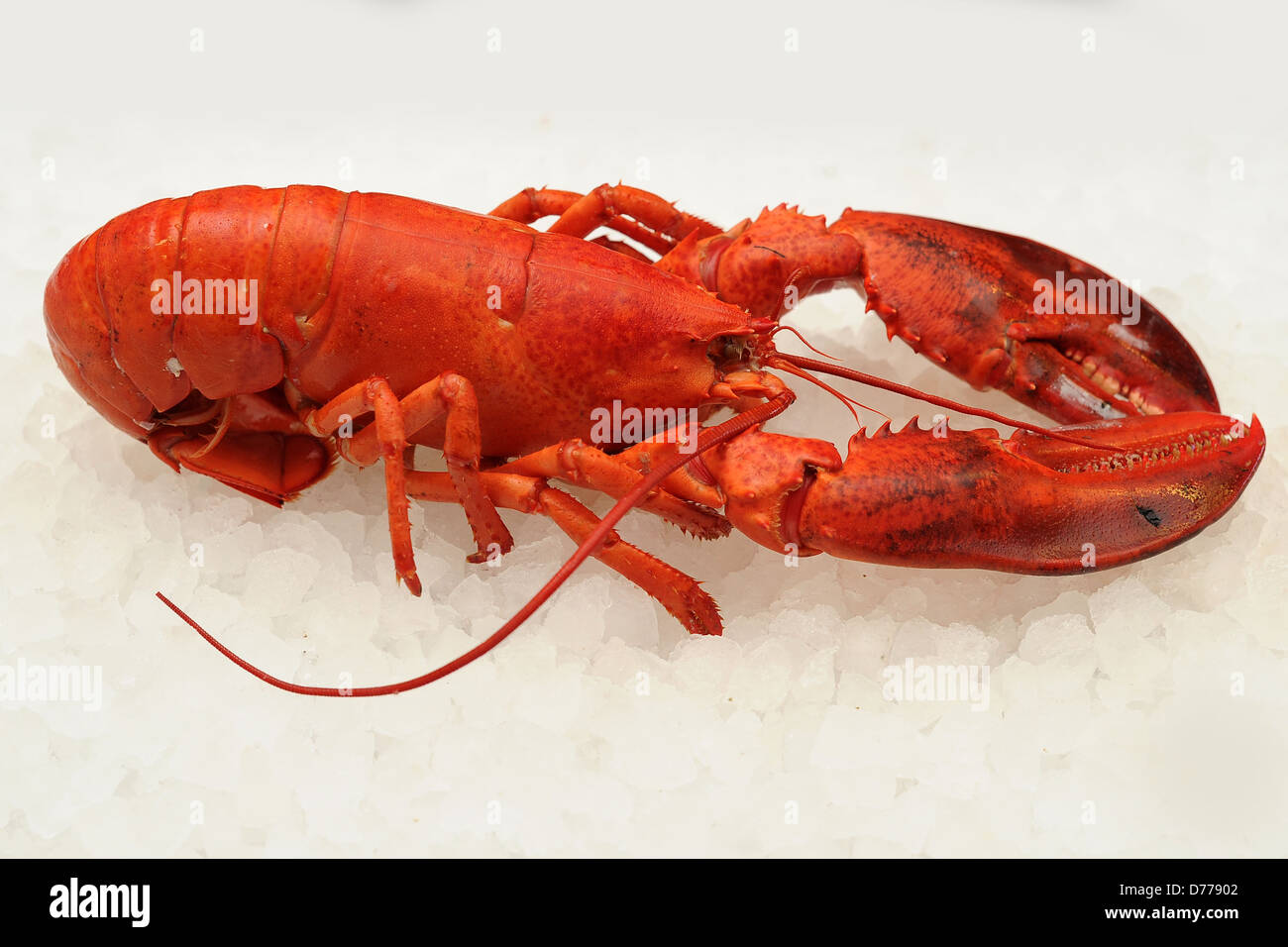 a red lobster Stock Photo