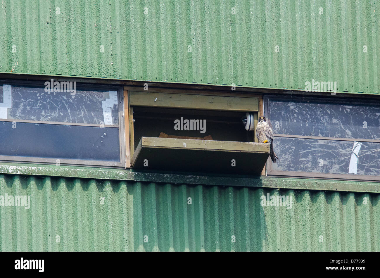 An adult Peregrine Falcon sits outside a nest box structure placed in a window of the North tower of the Burlington Lift Bridge. Stock Photo