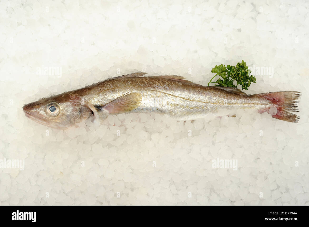 Whiting Fish High Resolution Stock Photography and Images Alamy