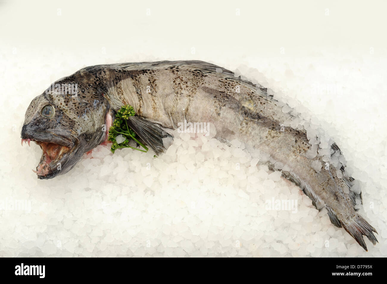Atlantic wolffish on a bed of ice. Stock Photo