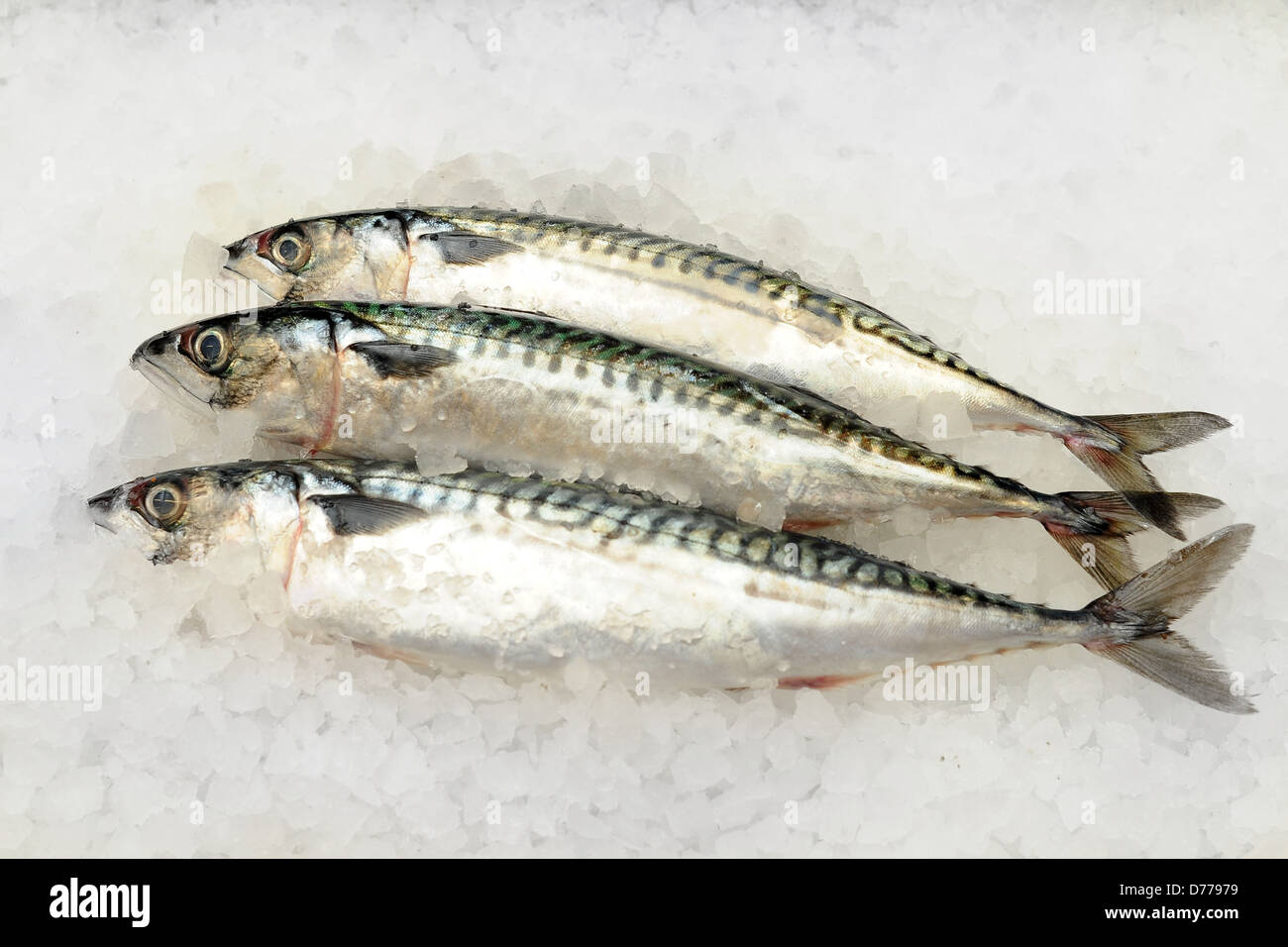 Three mackerel fish on a bed of ice Stock Photo Alamy