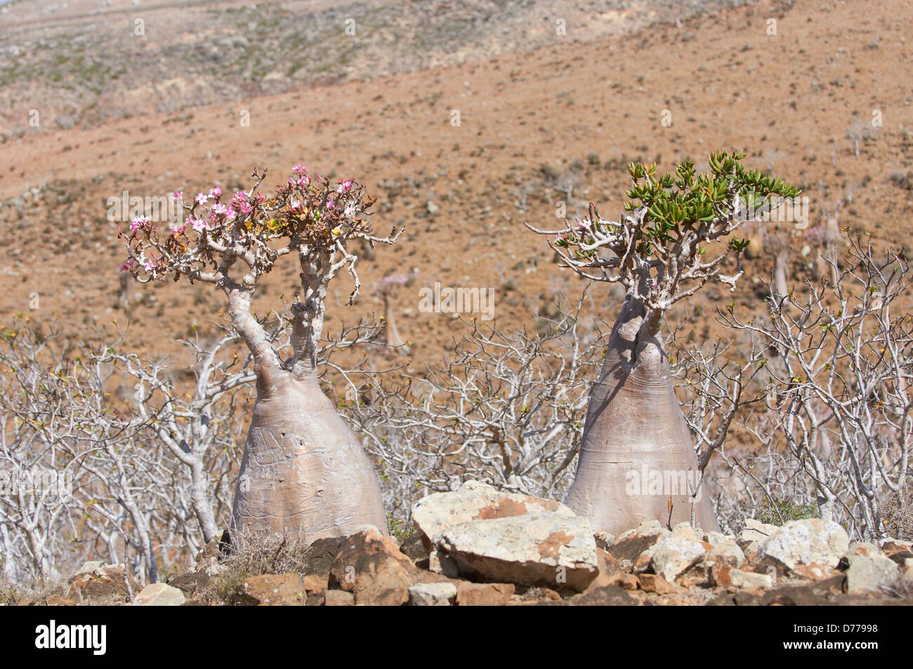Endemic bottle trees on the island of Socotra Stock Photo - Alamy