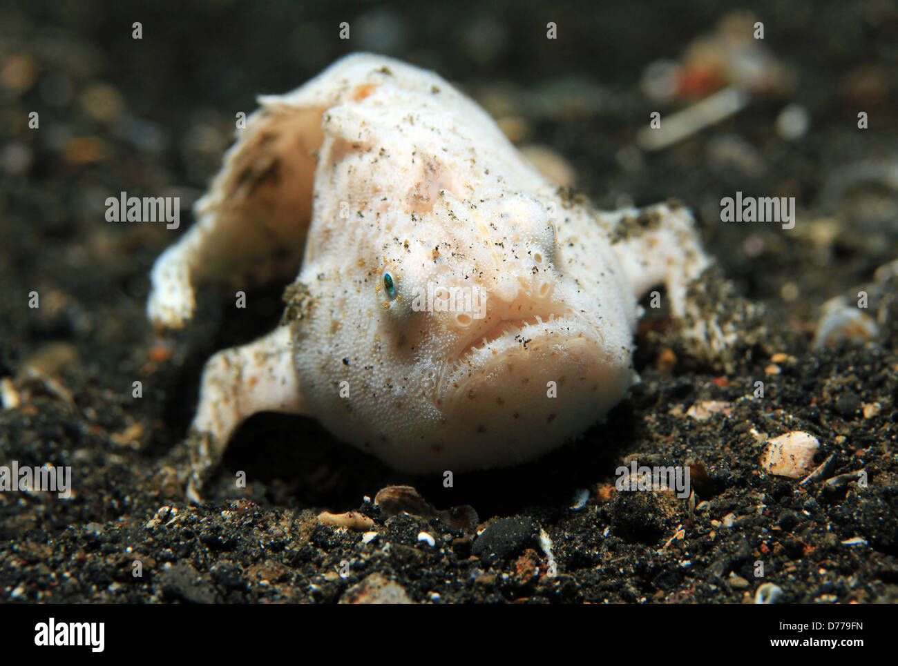 Juvenile Weedy Frogfish (Antennarius Pictus), Lembeh Strait, Indonesia Stock Photo
