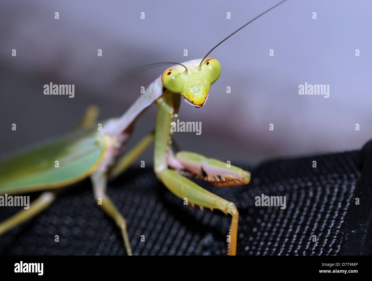 Praying Mantis Close-up, Manado, Indonesia Stock Photo