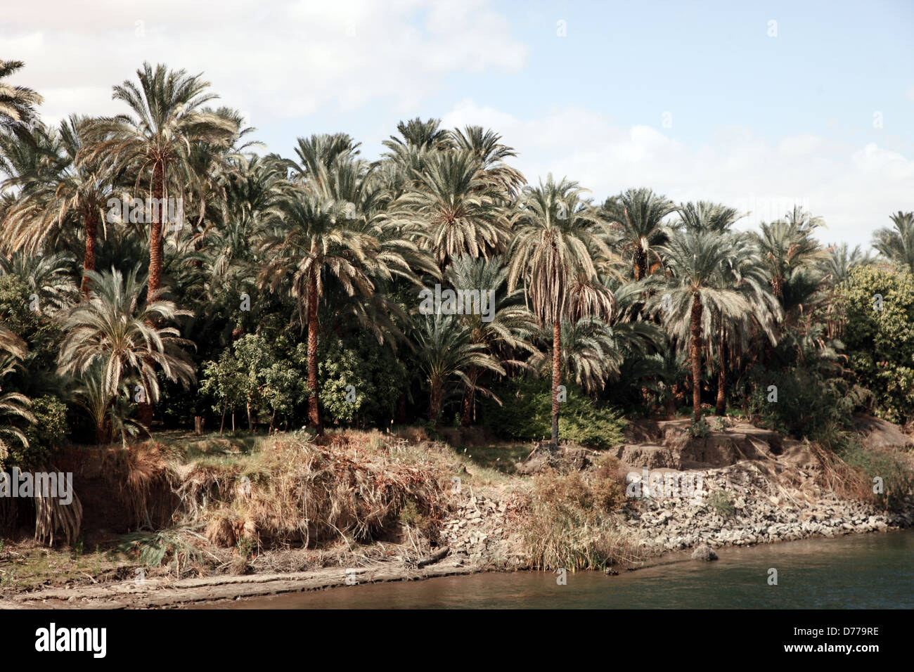 Egypt Palm Trees High Resolution Stock Photography and Images Alamy