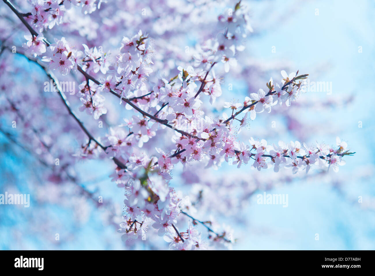 The branches of pink cherry blossoms against the blue sky Stock Photo ...