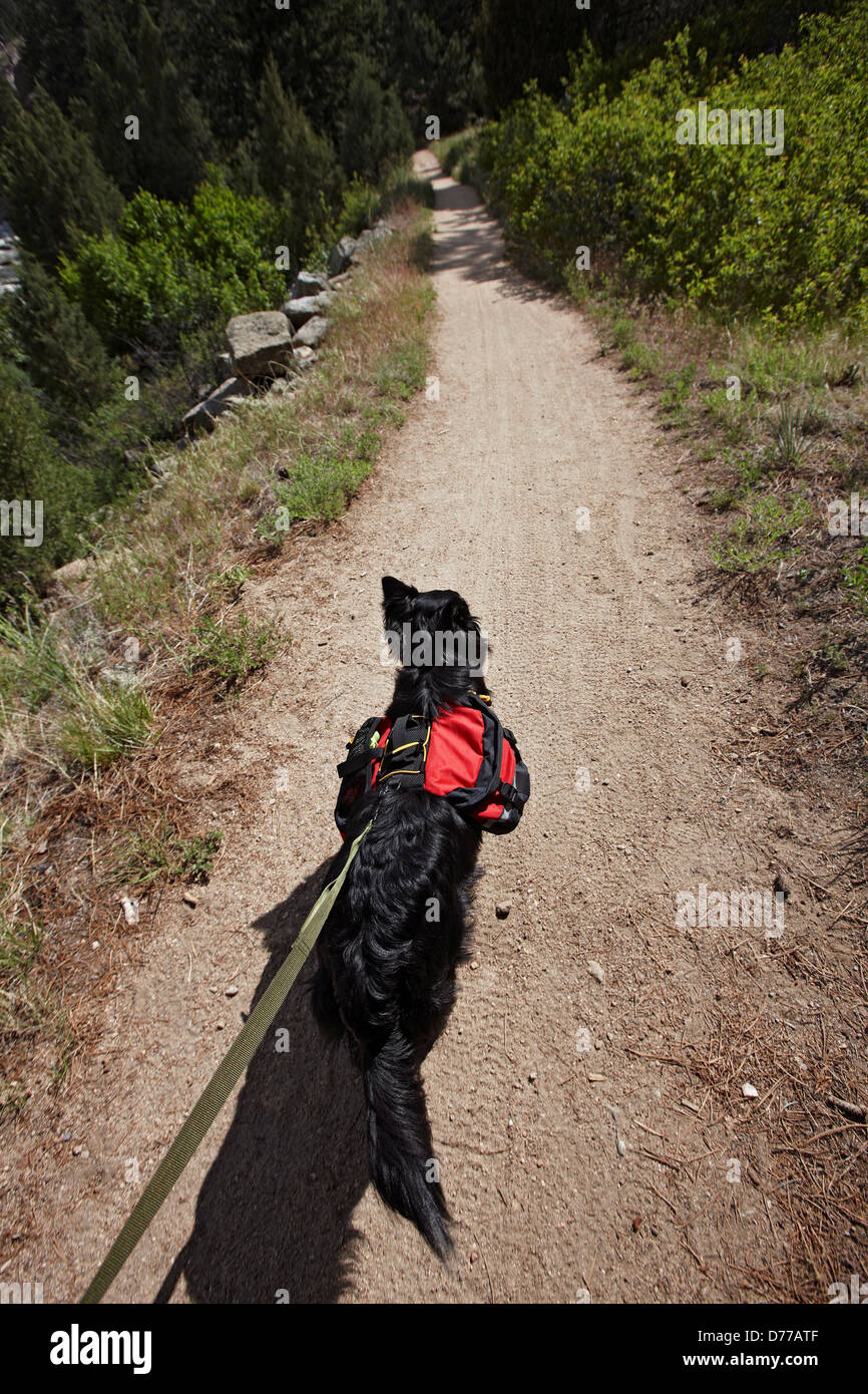 Trotting dog hires stock photography and images Alamy