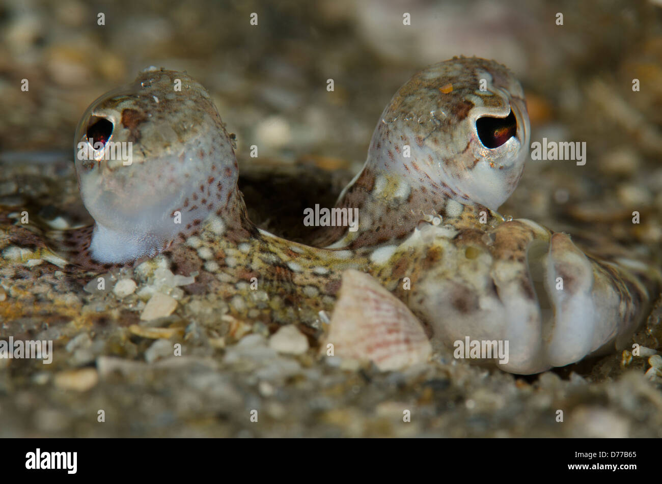 Flounder eyes hi-res stock photography and images - Alamy
