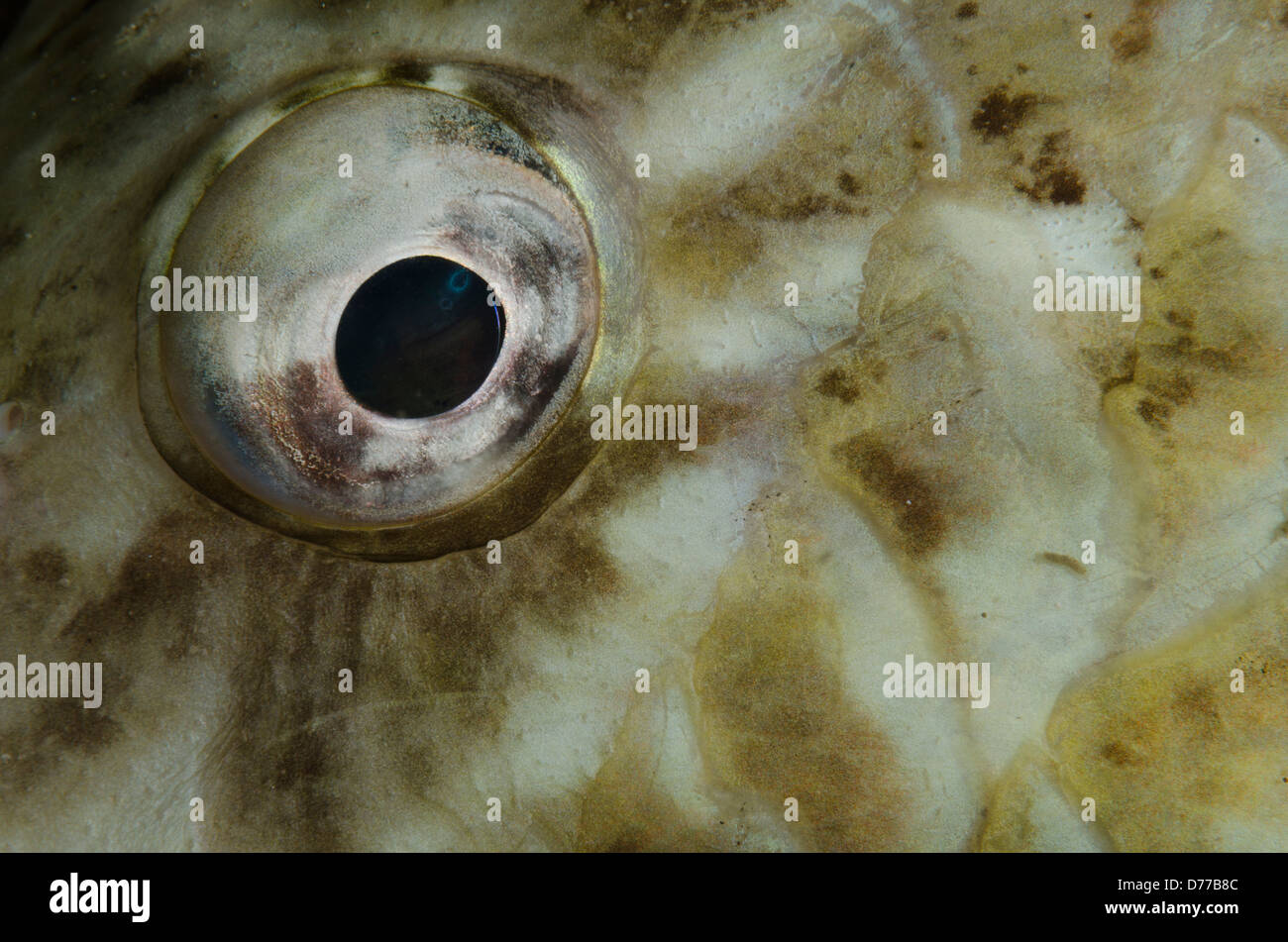 A close up shot of a parrotfish eyeball Stock Photo